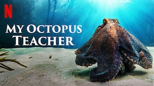 My Octopus Teacher (2020)